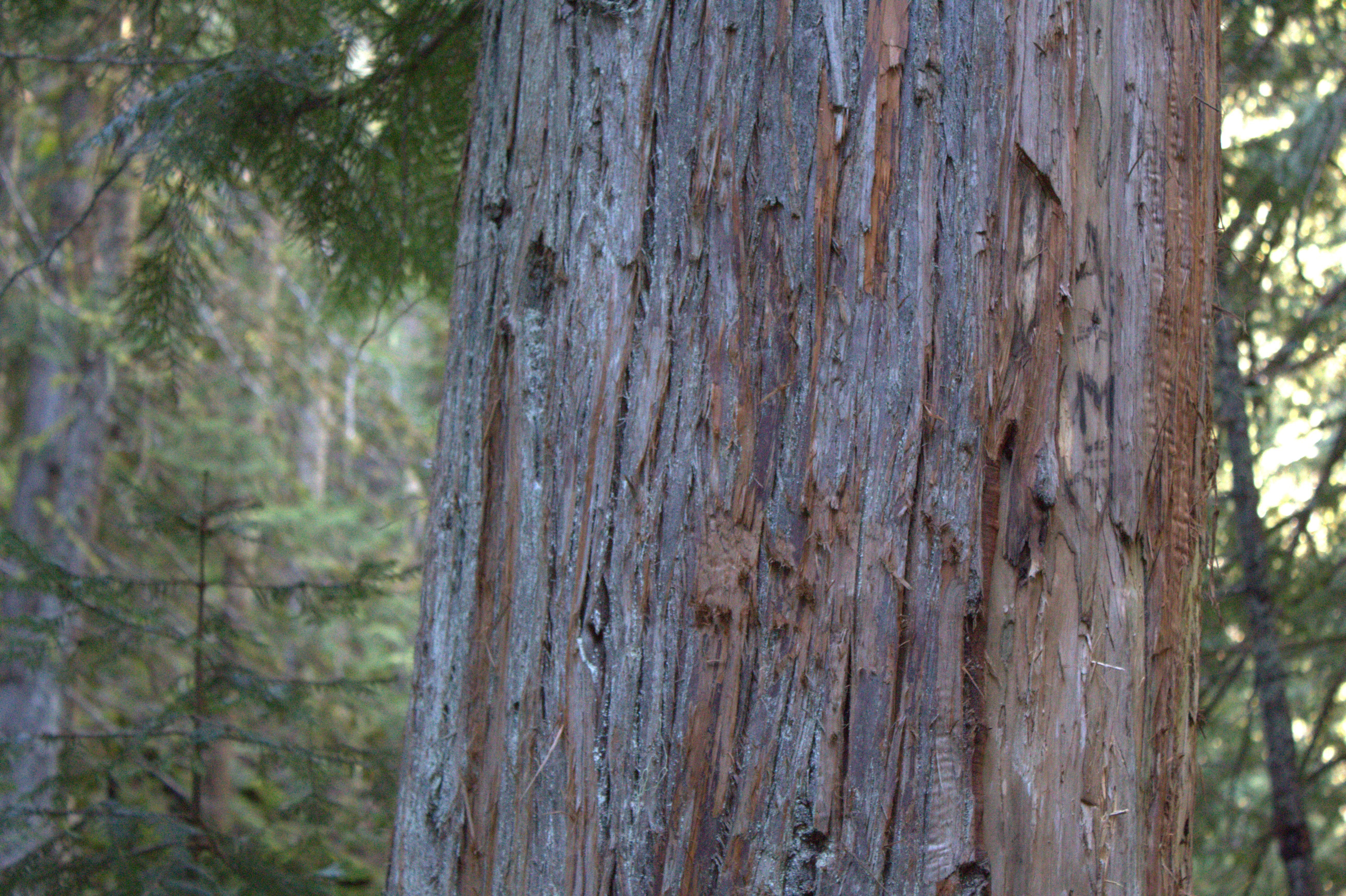 RedCedar
